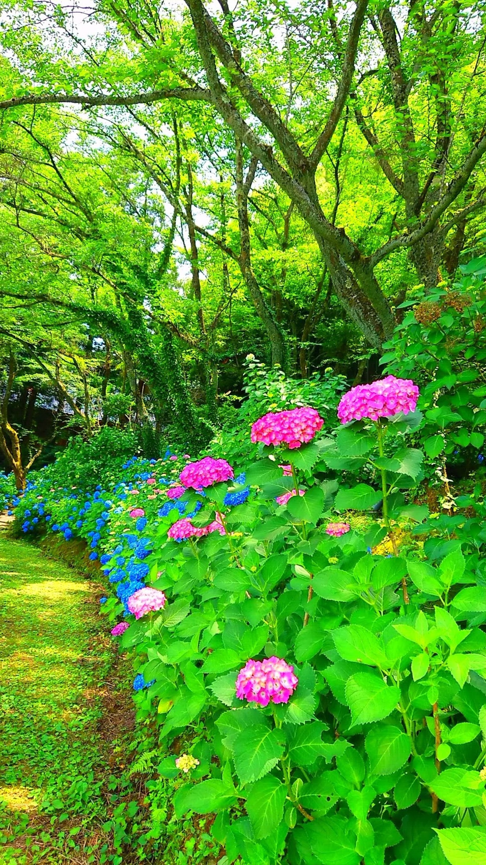版画 初夏の緑と紫陽花 – 絵画や壁飾り販売｜風景投稿販売あゆわら(R)