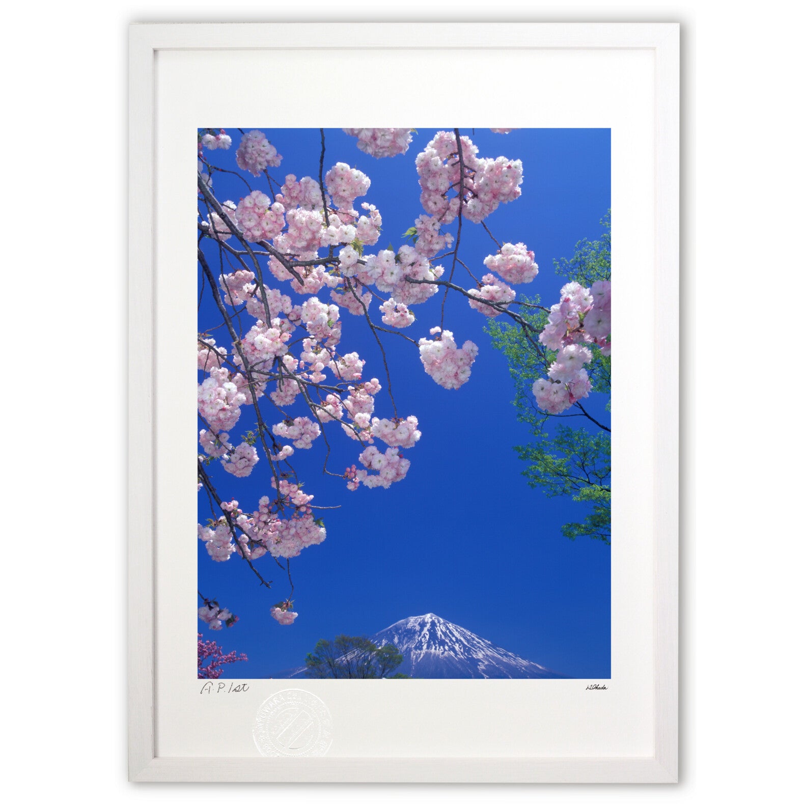 ボタン桜富士 – 絵画や壁飾り販売｜風景投稿販売あゆわら(R)