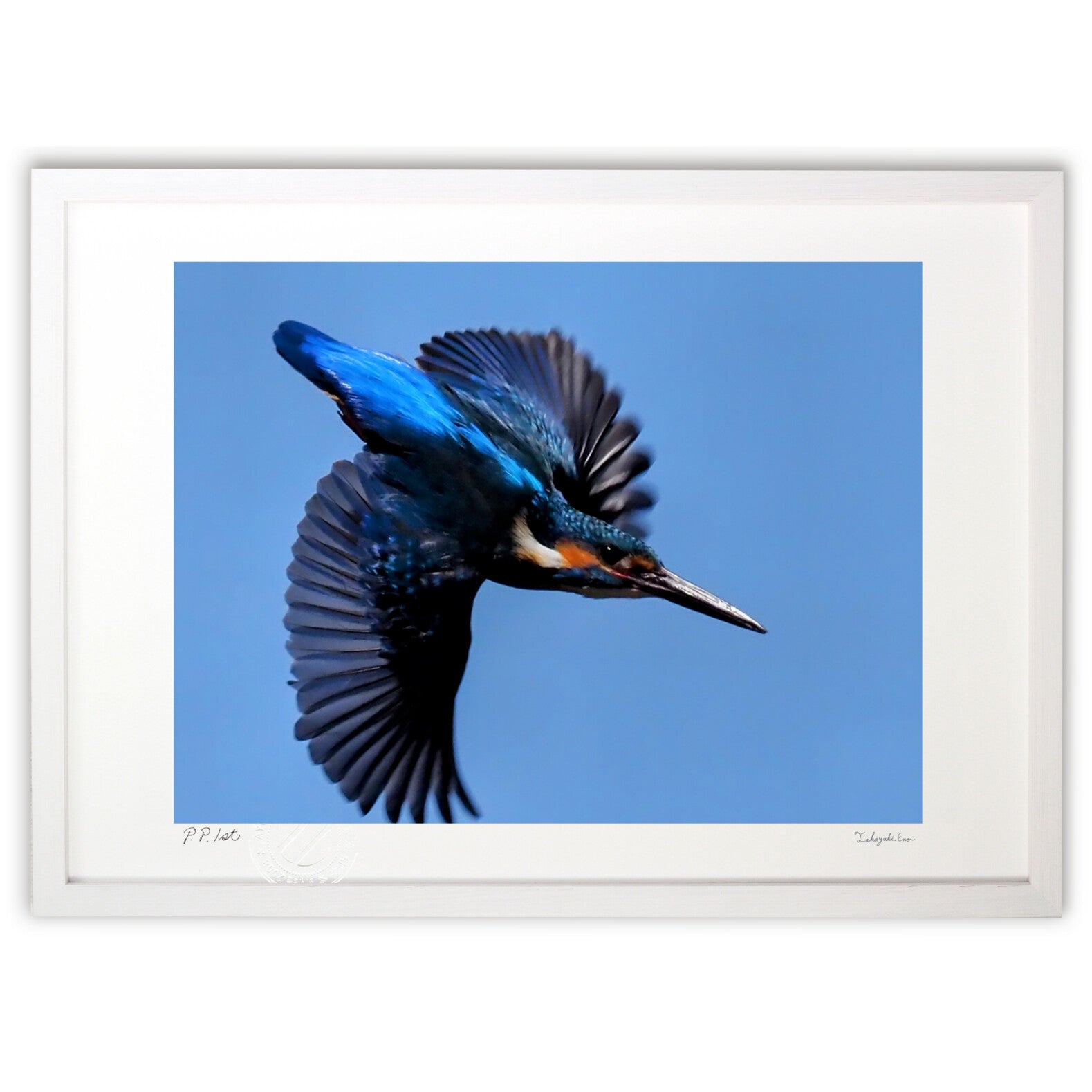 カワセミ – 絵画や壁飾り販売｜風景投稿販売あゆわら(R)