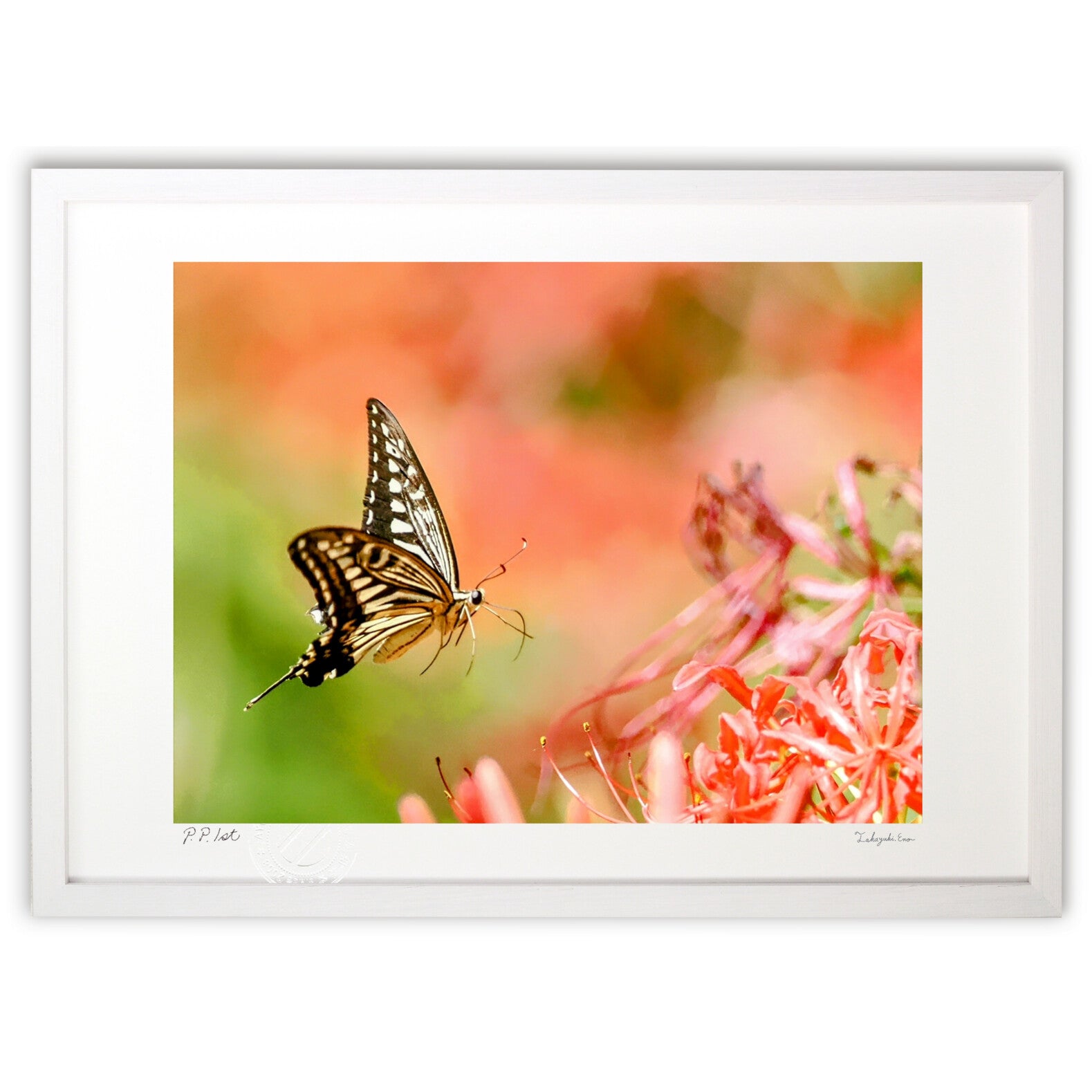 アゲハチョウ – 絵画や壁飾り販売｜風景投稿販売あゆわら(R)