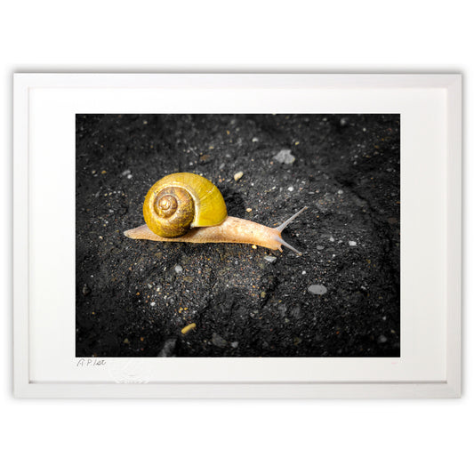 雨上がりのかたつむり