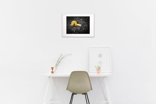 雨上がりのかたつむり