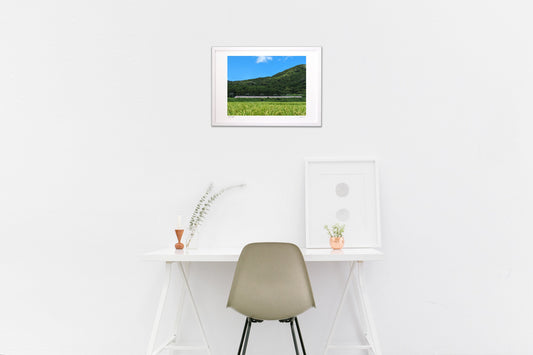 夏色の空と稲穂