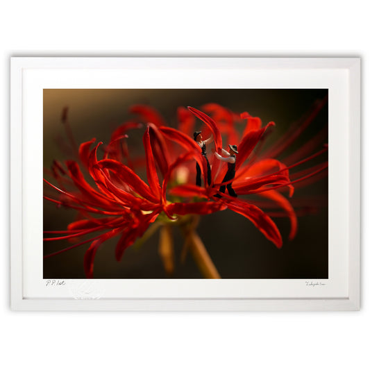 Lycoris petals installation