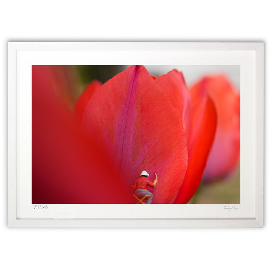 チューリップの色付け師