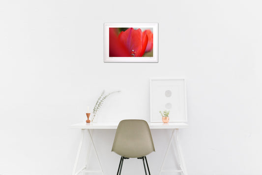 チューリップの色付け師