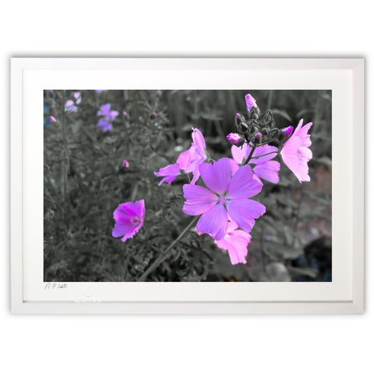 麝香葵（ジャコウアオイ）