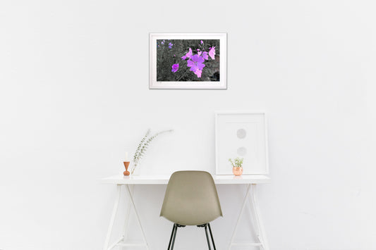 麝香葵（ジャコウアオイ）