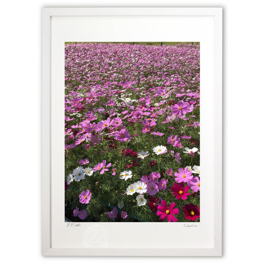 秋晴れのコスモス畑