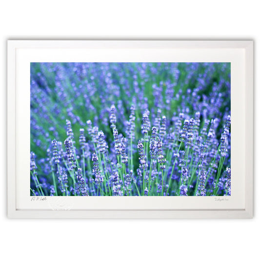 青紫のラベンダー