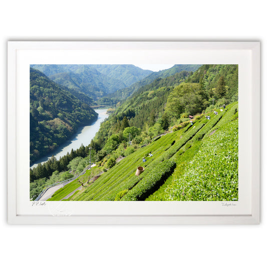 秘境の茶畑　中居侍