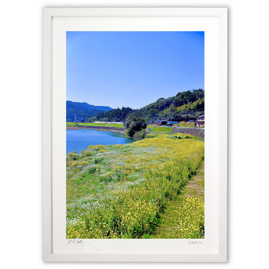 河岸の菜の花畑