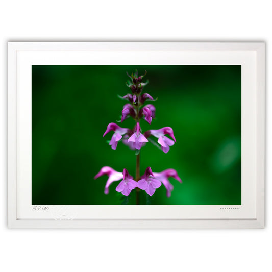 高山の美しき花