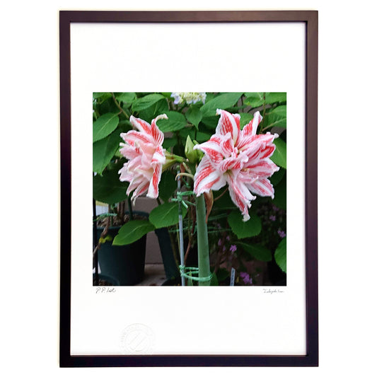 ダンシングクイーン