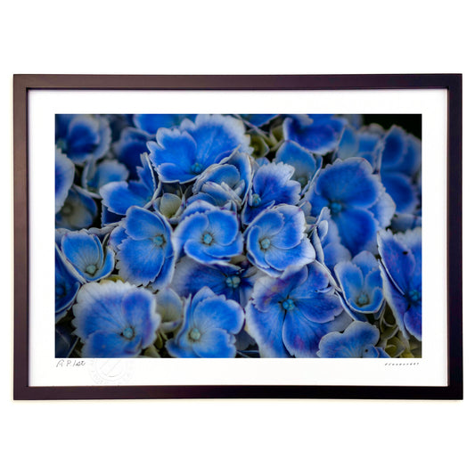 色彩美の紫陽花