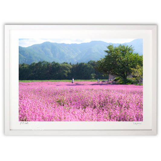 「フクロナデシコ」ピンクの絨毯