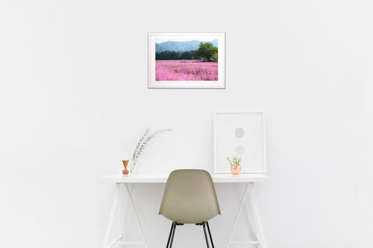 「フクロナデシコ」ピンクの絨毯