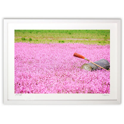 「フクロナデシコ」ピンクの絨毯