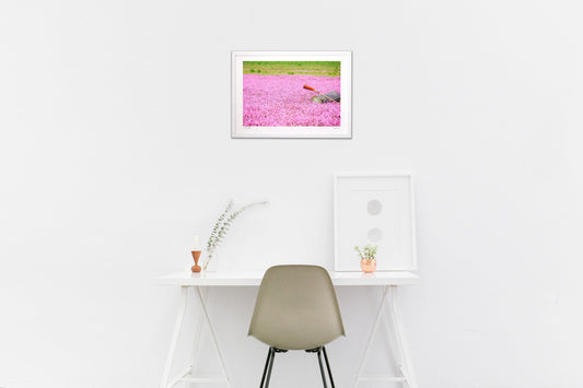 「フクロナデシコ」ピンクの絨毯