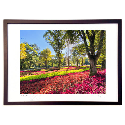 カラフルコリウス