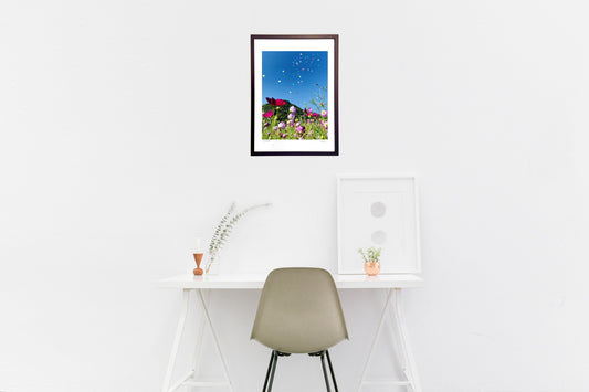 コスモスと風船