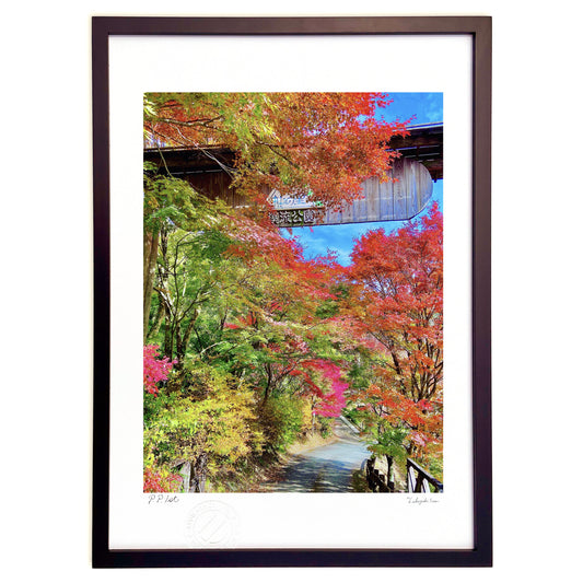 赤々と染まった紅葉🍁