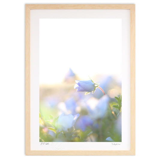 光とネモフィラ