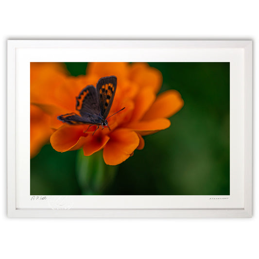 黒蝶引き合わすオレンジ