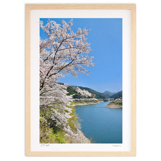 ダム湖の千本桜🌸