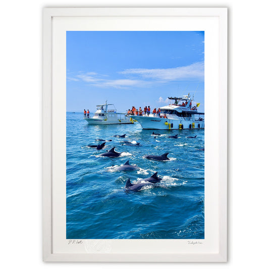 イルカ🐬ウォッチング2