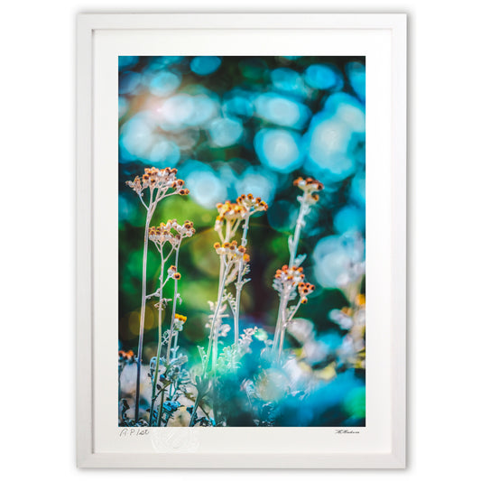 シロタエギクのきらめき