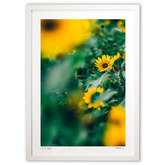 真夏のルドベキア