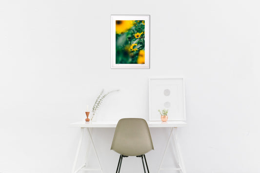 真夏のルドベキア