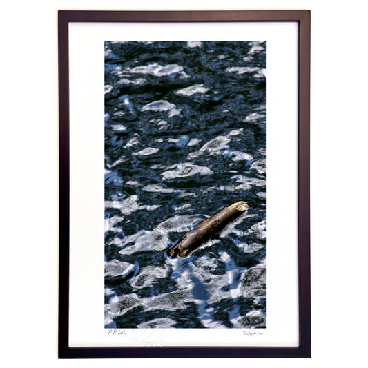 青と水と流木と