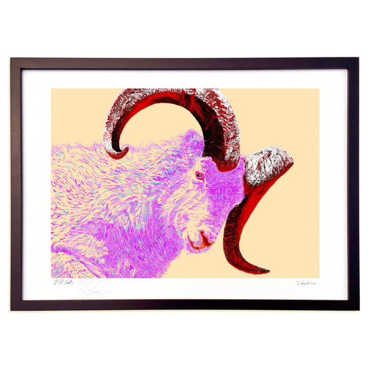 ドールシープ－巨角