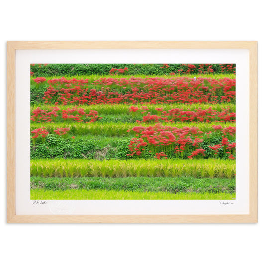 棚田に咲く彼岸花