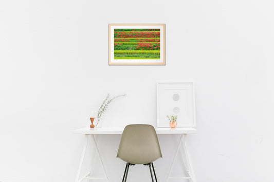 棚田に咲く彼岸花