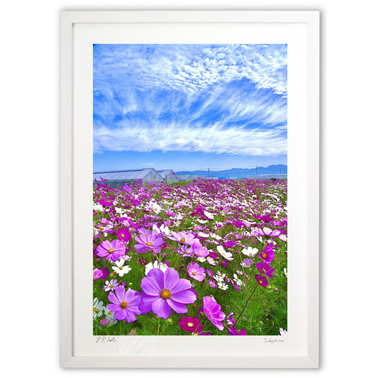 初夏のコスモス