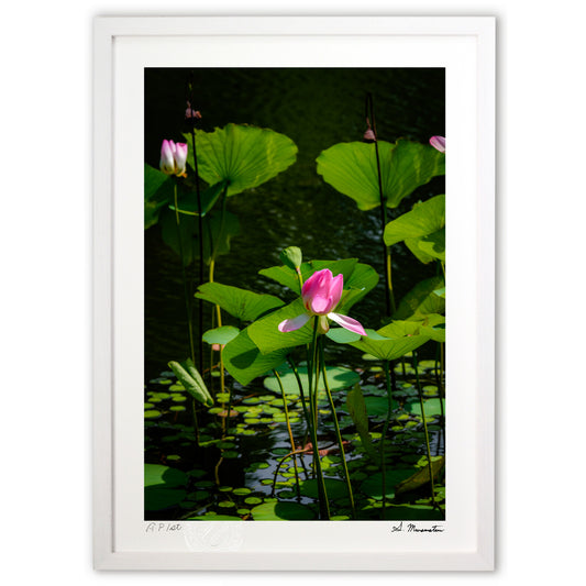 残暑の風に揺られて