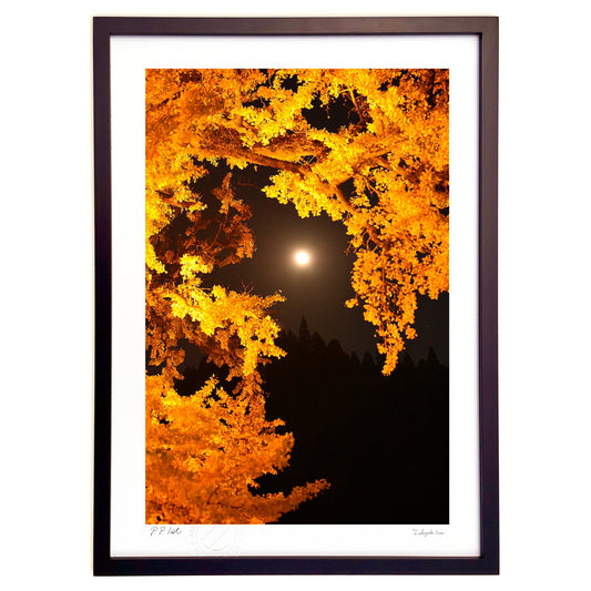 満月のライトアップ