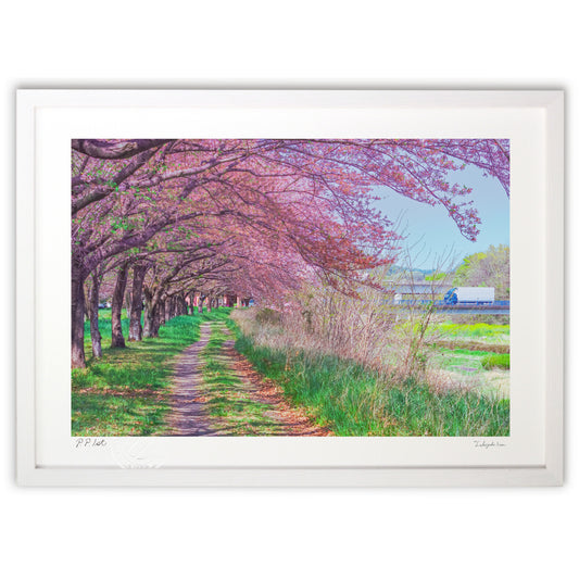 桜並木の散歩道