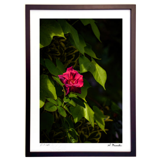 昼下がりの薔薇