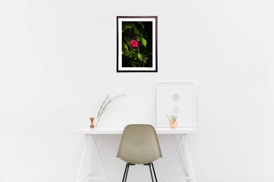 昼下がりの薔薇