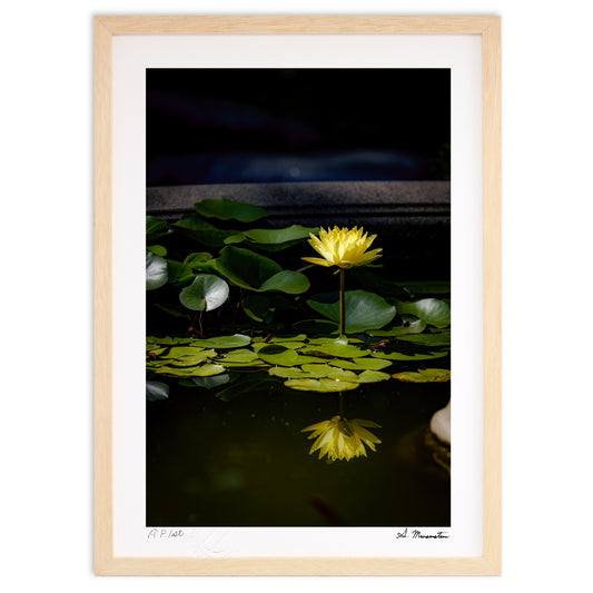 昼下がりの睡蓮