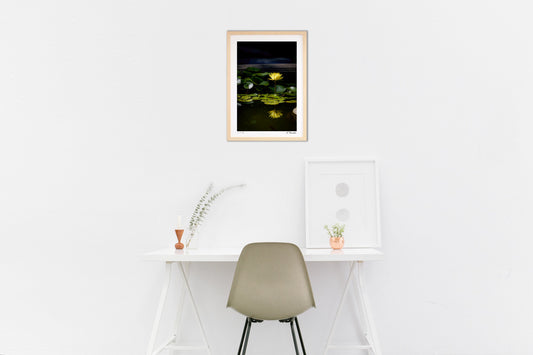 昼下がりの睡蓮