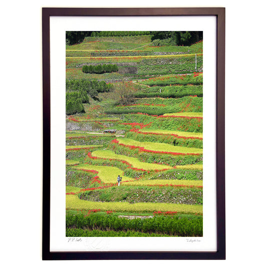 棚田に咲く彼岸花