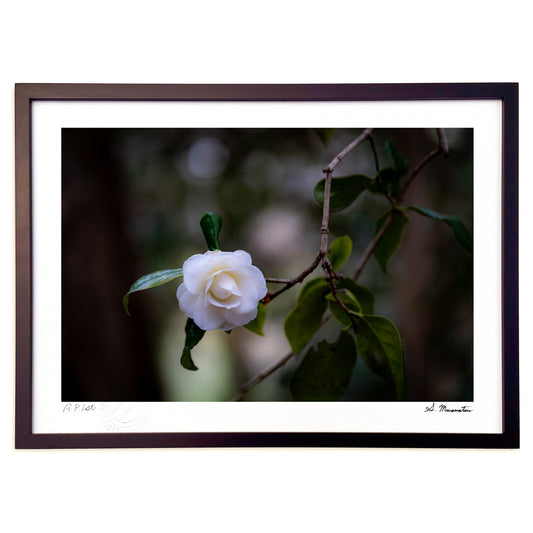 冬の林に咲く寒椿