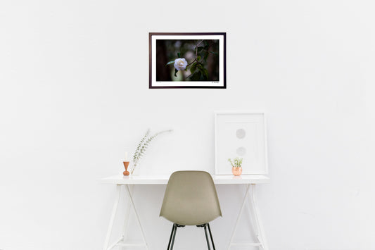 冬の林に咲く寒椿