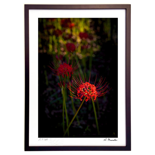 夕暮れの光と影１