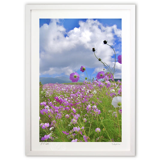 高原のコスモス2